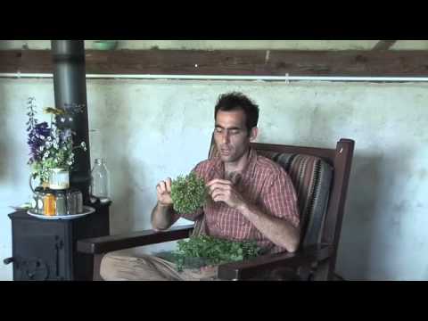 Herbal Energetics 1 - YouTube