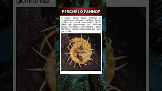 Il Sacrificio Estremo della Natura