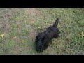 Scottish Terrier puppy for sale