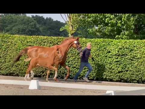 Sf v. Vitalis-Desperados