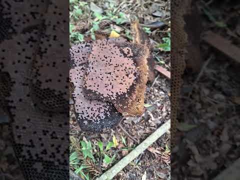 Morte de abelhas em Mafra - Santa Catarina