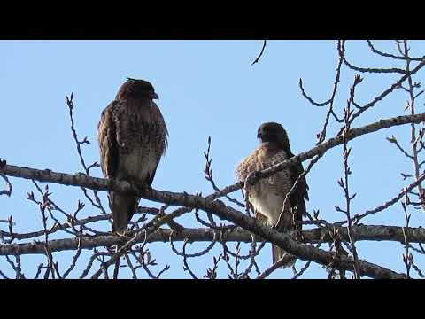 Red tailed hawk pair