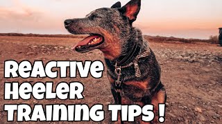 5 Tips for Reactive / Aggressive Dogs (Blue Heeler)