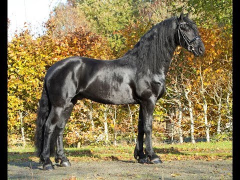 KFPS stamboeklhengst Wolter 513