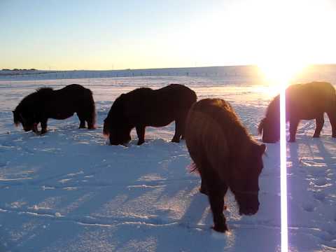 Shetland Ponies looking for grass under the snow