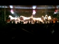 Shrine Circus White Horses