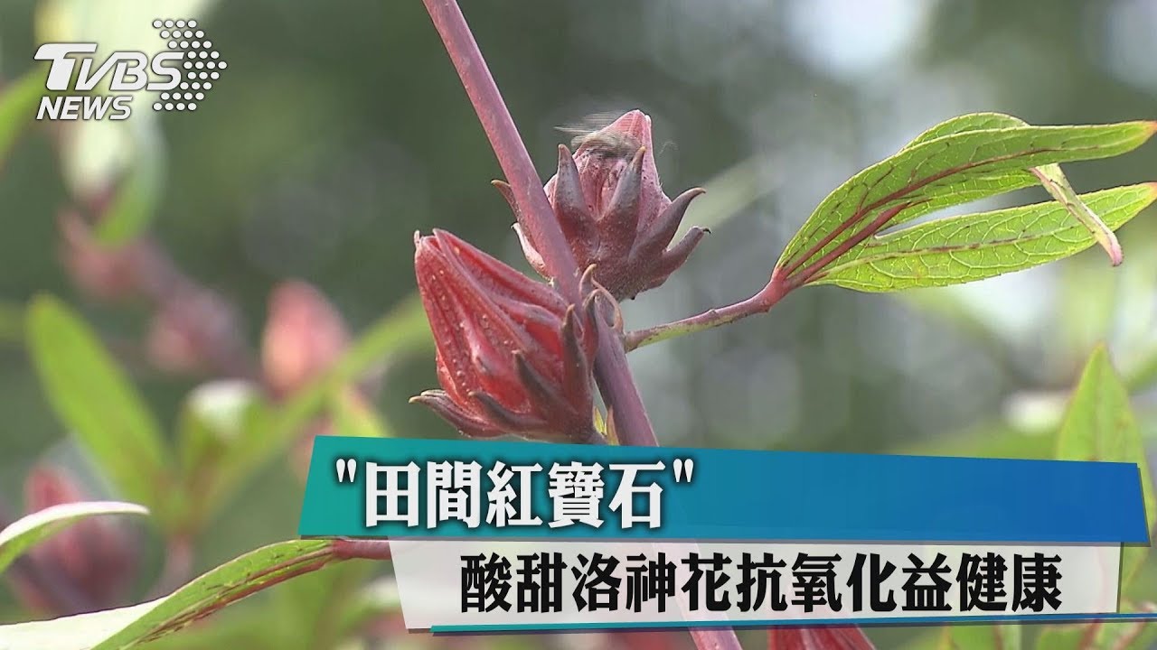 「田間紅寶石」 酸甜洛神花抗氧化益健康