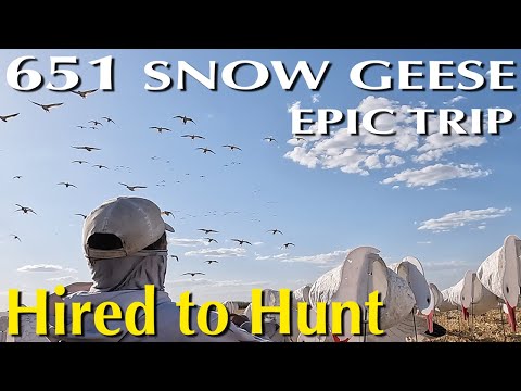 651 Snow Geese in 4 Hunts #huntongaro @CabelasHunting @divebombsquad @hevishotammo @BenelliArmiSpA