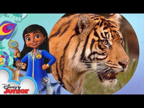 Sumatran Tiger  | Disney Animals: Let's Look Closer with Mira! | Disney Junior