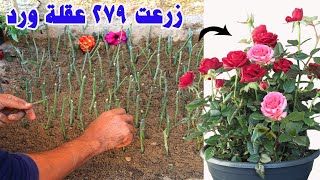 السر الرهيب لنجاح زراعة اقلام الورد🌹 للاسف 99%من الناس تفشل فى زراعة الورد لهذا السبب الخفى 🌷