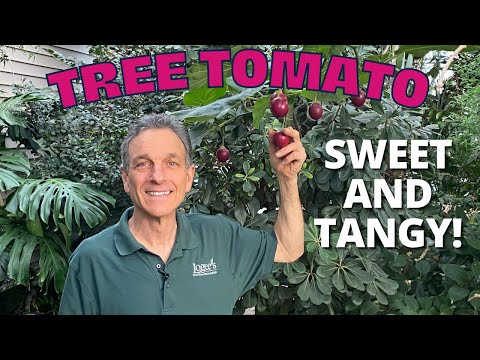 The Tree Tomato (Tamarillo) - A wonderful fruiting container plant!