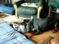 Beauceron arlequin 