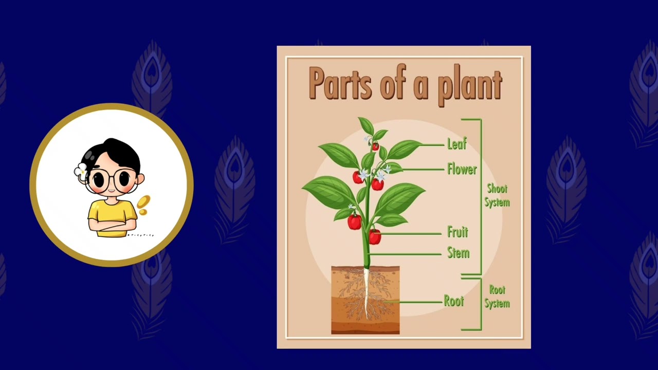 Lesson 6 - Shoot System of a plant