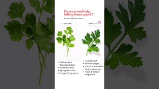 Download lagu What Is The Difference Between Cilantro And Parsley mp3