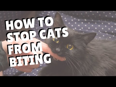 How To Stop Cats From Biting | Two Crazy Cat Ladies #cat #cats