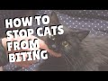 How To Stop Cats From Biting Two Crazy Cat Ladies Cat Cats