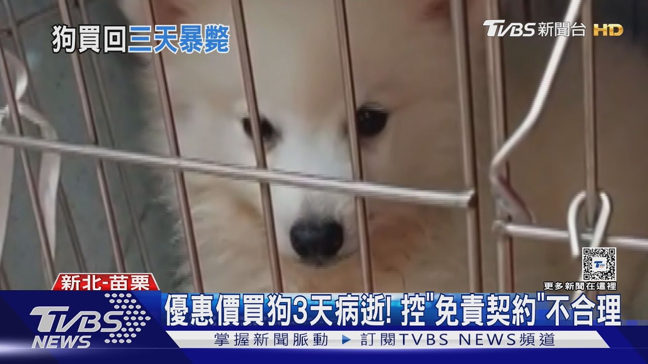 優惠價買狗3天病逝!「免責契約」禁投訴、提告 消保官:恐無效