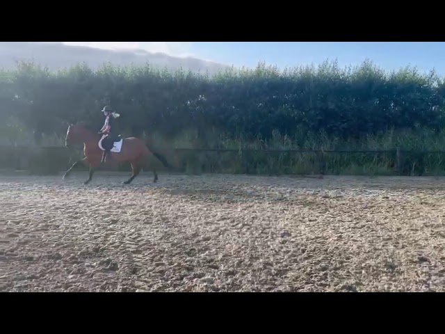 Riding movie at home Monsieur ste Hermelle ((Quel Homme de Hus x Baloubet du Rouet).