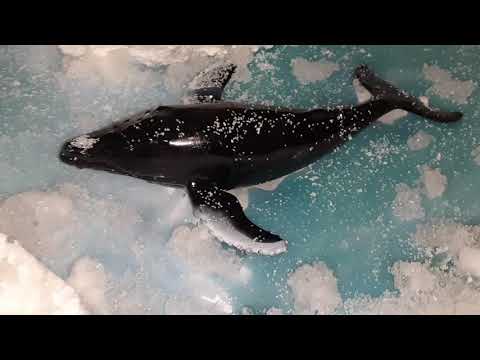 Arctic Tundra Diorama