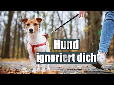Dein Hund hört nicht auf dich - weil du diesen FEHLER machst!