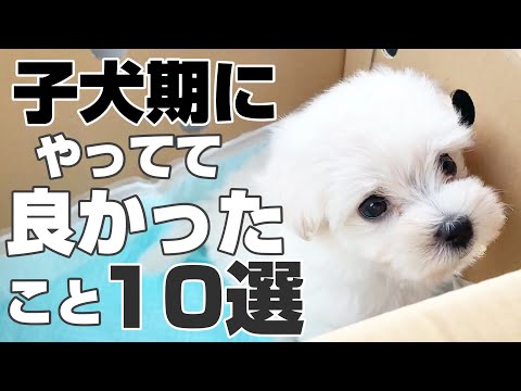 マルチーズのしつけ方