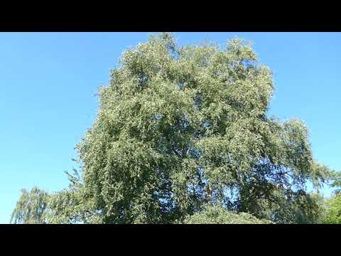 2018 07 15  Sonntagmorgen