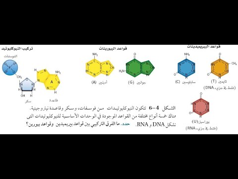 المادة الوراثية DNA -الجزء الثاني -بريدج