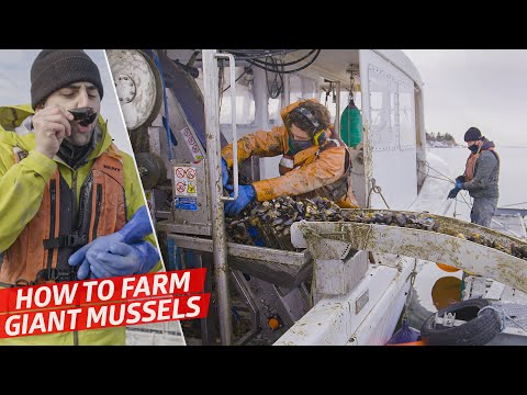 How a High-Tech Mussel Farm Produces 7,000 Pounds of Gigantic Mussels per Day — Dan Does