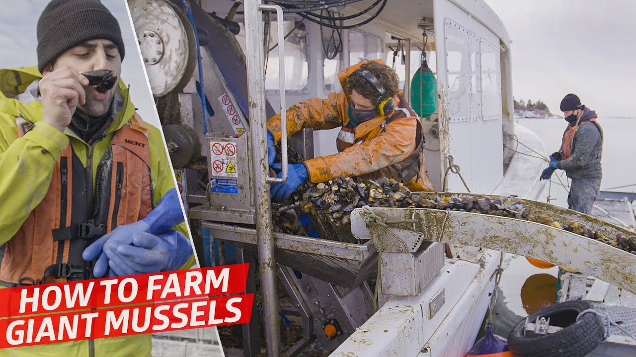 How an Industrial Island Farm Harvests 7, 000 Pounds of Mussels per Day Dan Does