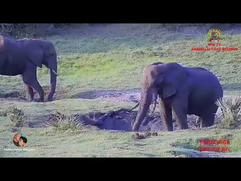 Elephants Enjoying Mud Bath @ Tembe Elephant Park