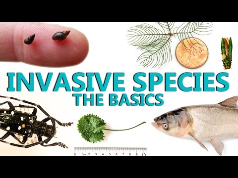 外来種: 基本