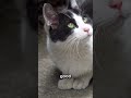 5 Tuxedo Cat Facts You Didn T Know