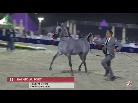 N 82 RASHED AL SOIKT   Asharqia Gulf Straight Egyptian Arabian Cup 2020   Colts 2 Years Old Class 8