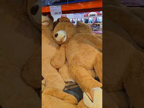 Big teddy bears in Costco Perth WA for $389.99 😉🤪🐻🐻  #big#teddy#bears#🐻
