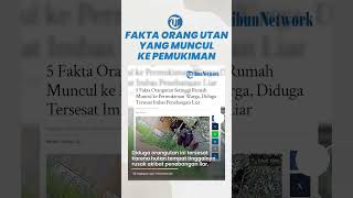 BKSDA Kaltim Buka Suara soal Fakta Orangutan Tersesat di Permukiman Warga Akibat Penebangan Liar