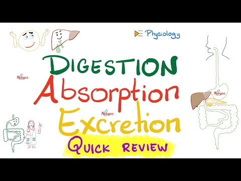 Gastrointestinal (GI) Physiology in 27 Minutes - The Ultimate Quick Review