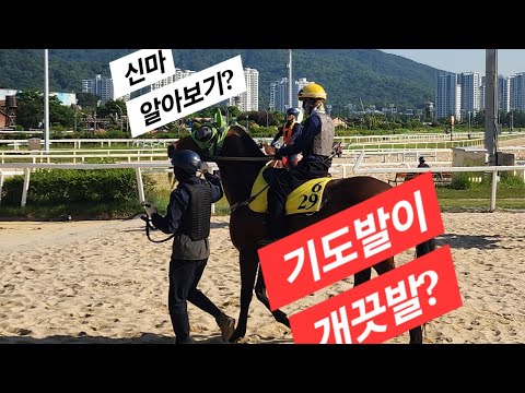 기도발 개끗발 학산스피드/신마 알아보기! 꼬리짧다 갈기길다 검은번호잭킹 노란조끼