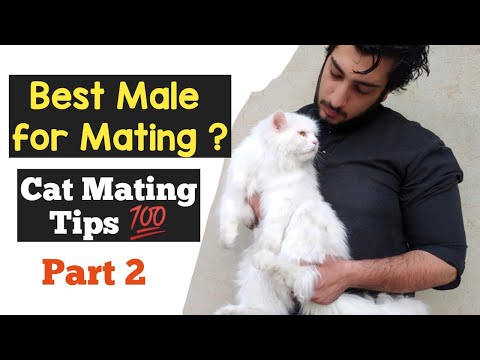 Cat Mating tips | Male Cat in heat | Best Male cat for For Mating | Cat in heat sign and symptoms