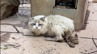 I thought the Ragdoll cat was just lost,until I got closer and discovered the heartbreaking truth