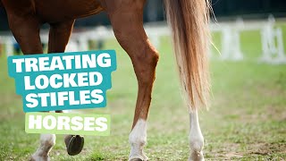 Treating Locked Stifles in Horses: Step-by-Step Guide | Locked Stifles Treatment Made Easy