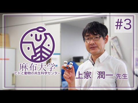 変異型SAAを介したAAアミロイド症の病理発生機序の解明