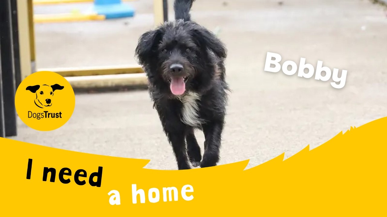 A preview of the dog's video