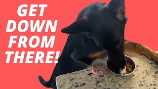 Solving Your Counter Surfing Problem!