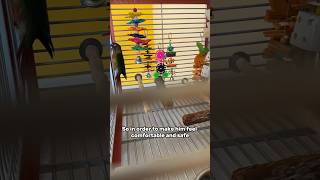 Tips to Help a Green Cheek Conure feel COMFORTABLE in new environment #birds #care