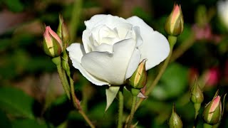 Download lagu Ennai Paada Vaitha Pesum Poove Lyrical Video Song | Movie Punnagai Desam #newsachintailor mp3 Download lagu Ennai Paada Vaitha Pesum Poove Lyrical Video Song | Movie Punnagai Desam #newsachintailor mp3