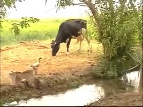 ليلة فرح سعد الحرباوي