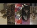 Великолепная жизнь Шанти 