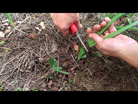 PORILUK - značajna jesenska biljka | Vikend na vikendici #24