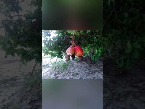 Urucará Amazonas Brasil