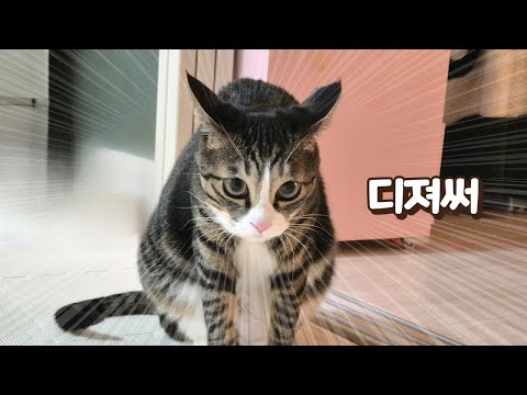 보름이가 제 친구를 큰언니처럼 대해서 모두를 공포에 떨게 했어요